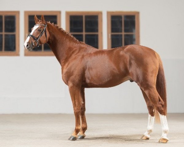 Stallion Luke Skywalker (German Sport Horse, 2016, from Landskron 3) - Infodienst - Haupt- und Landgestüt Marbach - Luke Skywalker