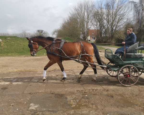 horse Goldpfeil (Mecklenburg, 2016, from Goldschmidt)