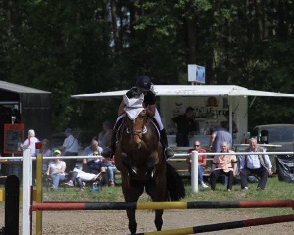 Springpferd Leandra Z (Mecklenburger, 2008, von Lanchello)