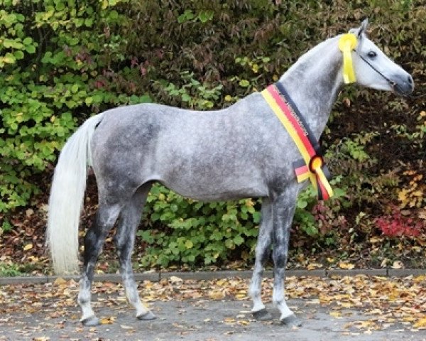 stallion Devdas ox (Arabian purebred, 2016, from Dschehim ox) stallion Devdas ox (Arabian purebred, 2016, from Dschehim ox)