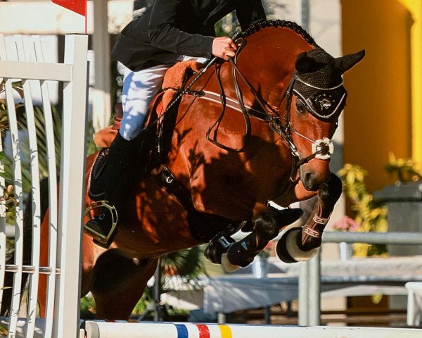 Springpferd Frankenhoeh's Garant (Deutsches Reitpony, 2009, von Frankenhoeh's Arrow)