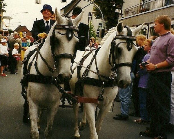 horse Beauty 111 (German Riding Pony, 1986, from Consul)