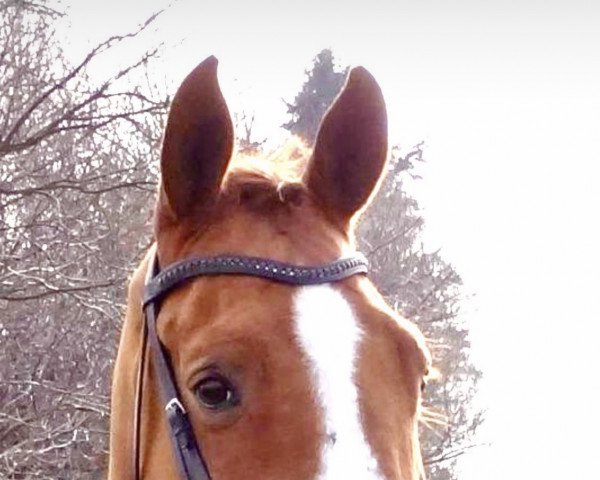 dressage horse Montgomery 67 (Trakehner, 1997, from Tabaluga)