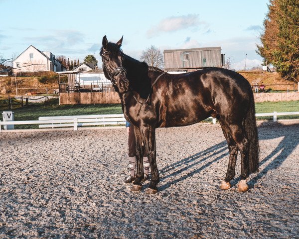 horse Black Bumblebeee (Rhinelander, 2013, from Zack)