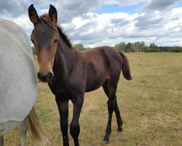 Pferd Korona LM (Hannoveraner, 2020, von Karajan)
