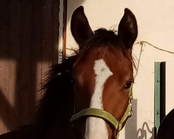 dressage horse Benvenito K (Westphalian, 2019, from Belissimo NRW)