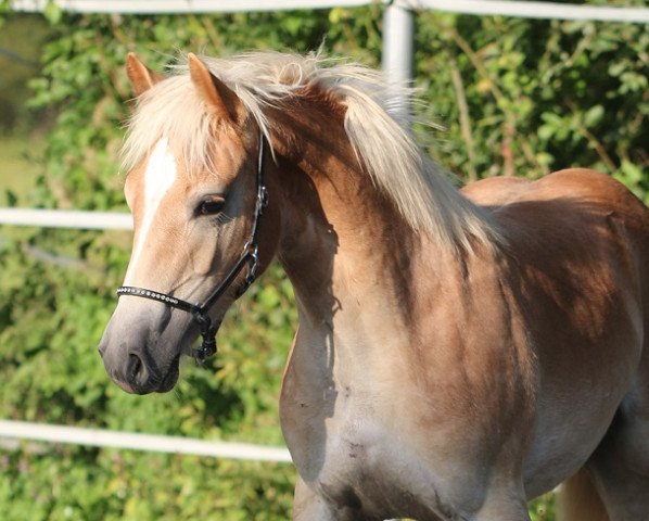 horse Wienerwalzer (Haflinger, 2020, from liz. 280/T Wolfgang)