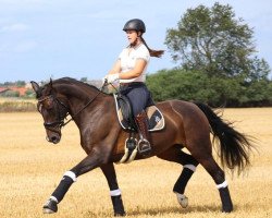 dressage horse Jezebel 3 (Hanoverian, 2009, from Fidertanz)