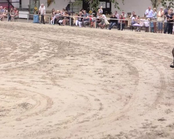 Reitturnier Recklinghausen 2015