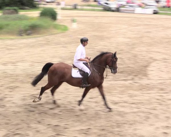 Reitturnier Recklinghausen 2015