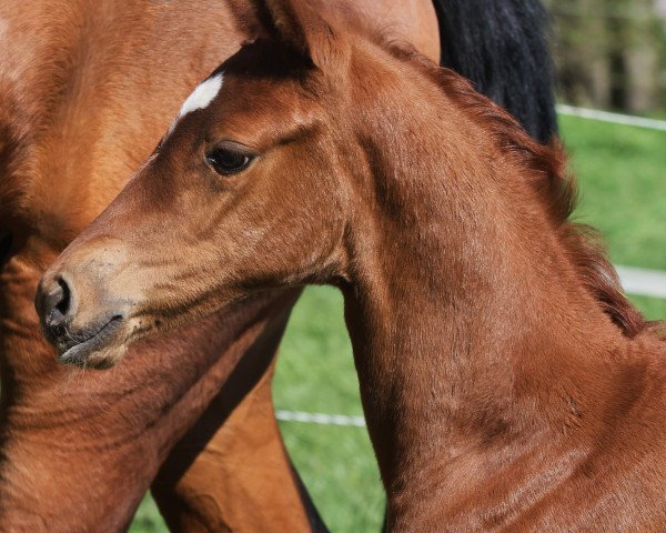 broodmare Valerie (Hanoverian, 2020, from Valverde NRW)