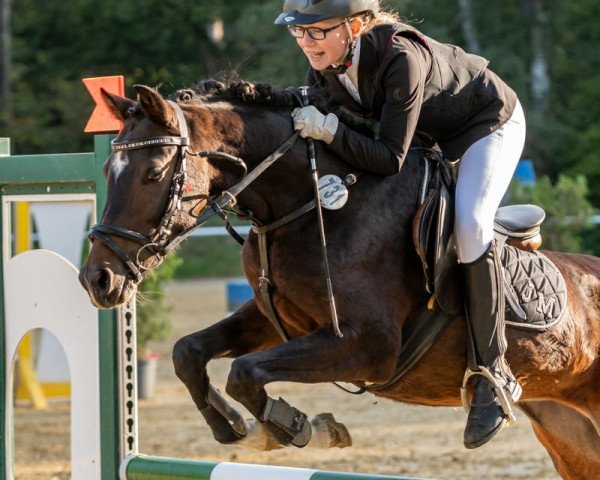 jumper Moonlight 411 (German Riding Pony, 2015, from Miraculix)