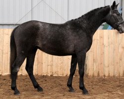 Zuchtstute Nacre C (Polnisches Warmblut, 2017, von If du Reverdy)