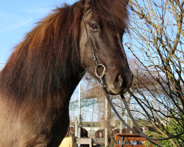 horse Esja vom Lækurhof (Iceland Horse, 2014, from Hagall von der Fuchsfarm)