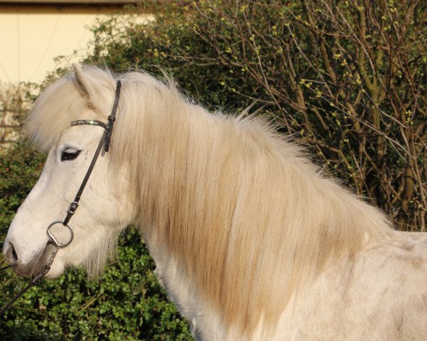 Zuchtstute Aradis vom Laekurhof (Islandpferd, 2013, von Ljori in der Birk)