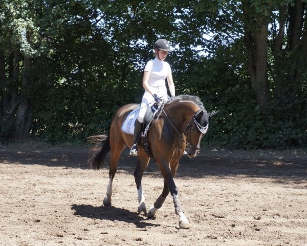 horse Benetton Deak (Hanoverian, 2011, from Benetton Dream FRH 1301)