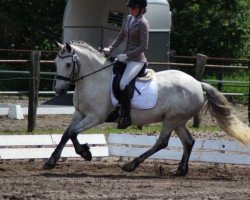 dressage horse Carracrum Lady (Irish Sport Horse, 2009)