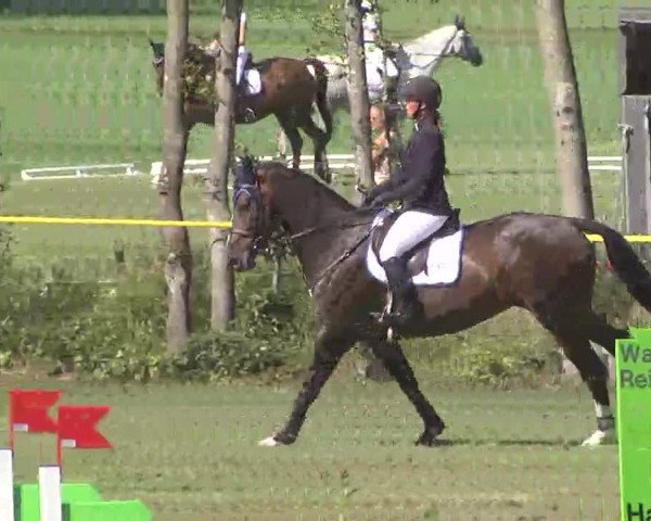 Reitturnier Pfullendorf 2015