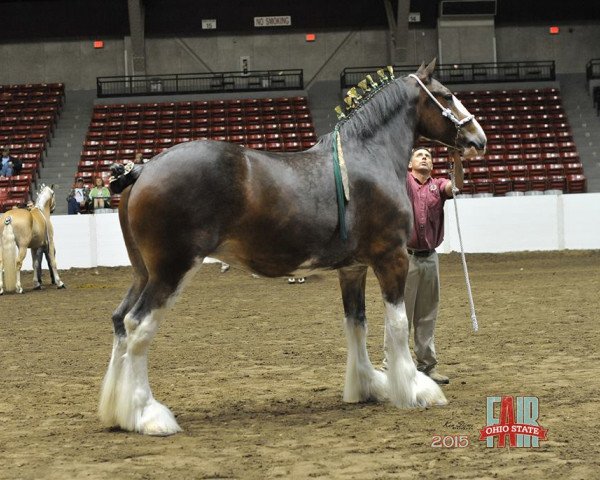 broodmare ES Elizabeth (Clydesdale, 2007, from Cedarlane Rex)