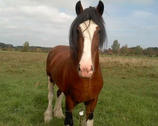 Pferd Erastus Tim's Scout (Clydesdale, 2003, von Birky's Pride 1st Timothy)