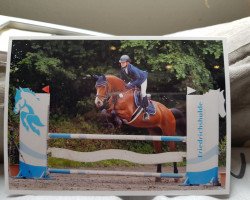 stallion Crumble 8 (Holsteiner, 2012, from Casall Ask)