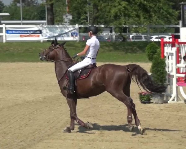 Reitturnier Mönchengladbach-Abtshof 2015