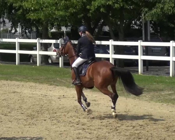 Reitturnier Mönchengladbach-Abtshof 2015