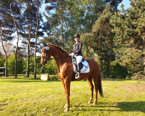 jumper Lupus Lu (Hanoverian, 2014, from Londontime)