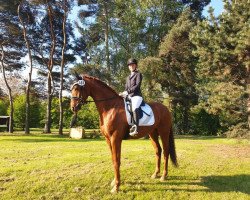 jumper Lupus Lu (Hanoverian, 2014, from Londontime)
