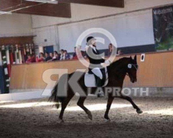 dressage horse Kantje's Djodi (New Forest Pony, 2008, from Justice H.R.)