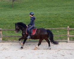 Dressurpferd Nick (Welsh-Cob (Sek. C), 2013, von Moelwyn Paolo)