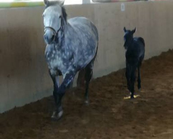 horse Let´s Fly 20 (German Warmblood, 2020, from Last Man Standing)