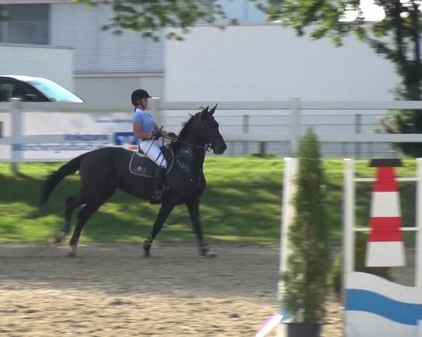 Reitturnier Mönchengladbach-Abtshof 2015
