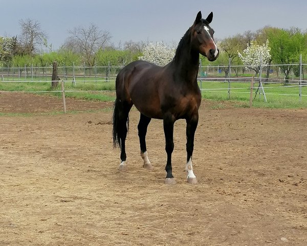 Zuchtstute Ardice (Hannoveraner, 2007, von Argentinus)