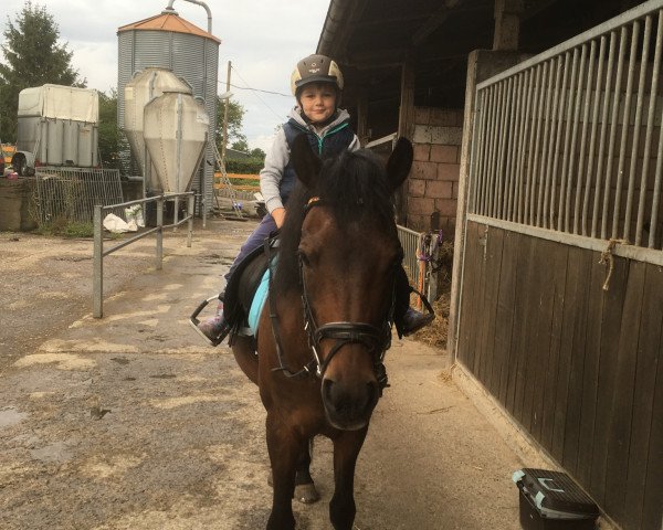 horse Matine (New Forest Pony, 1999, from Sulaatik's Vivaldi)