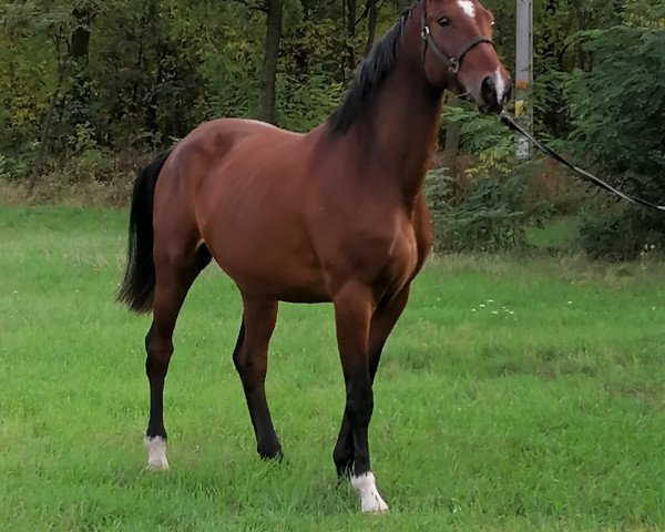 Pferd Coconut FK (Ungarisches Warmblut, 2018, von Cassilano)