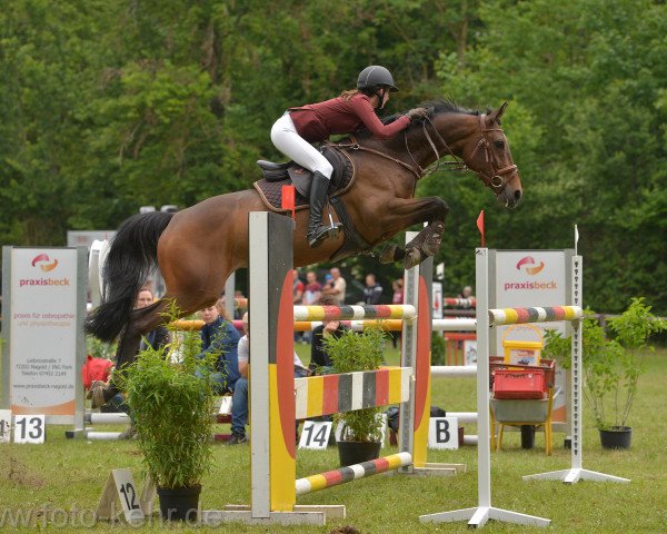 jumper Savannah Ha (Hanoverian, 2012, from Sir Shutterfly)