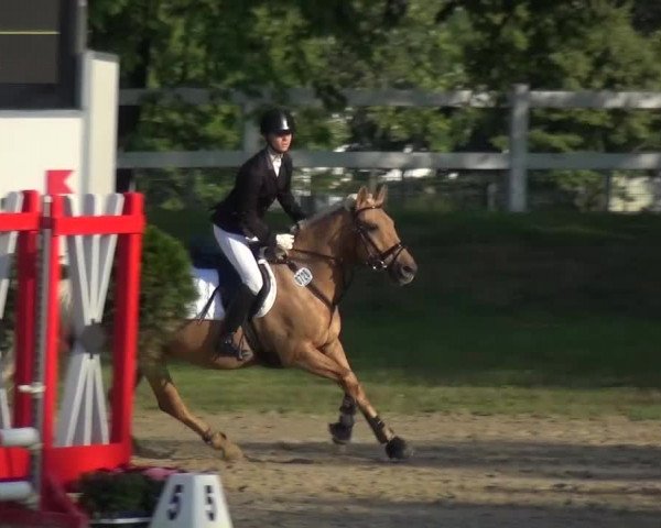 Reitturnier Mönchengladbach-Abtshof 2015