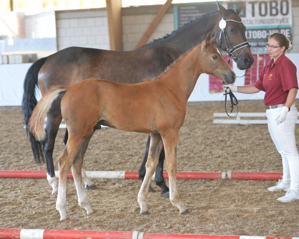 horse Octaviano (German Sport Horse, 2019, from Octavio)