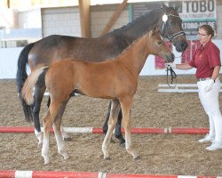 horse Octaviano (German Sport Horse, 2019, from Octavio)