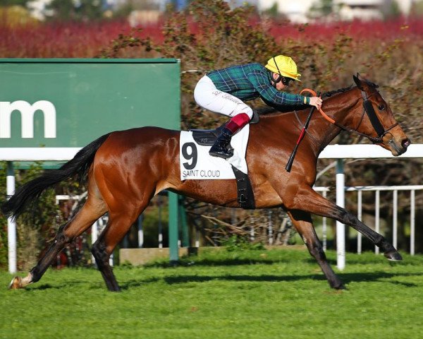 horse Simona xx (Thoroughbred, 2016, from Siyouni xx)