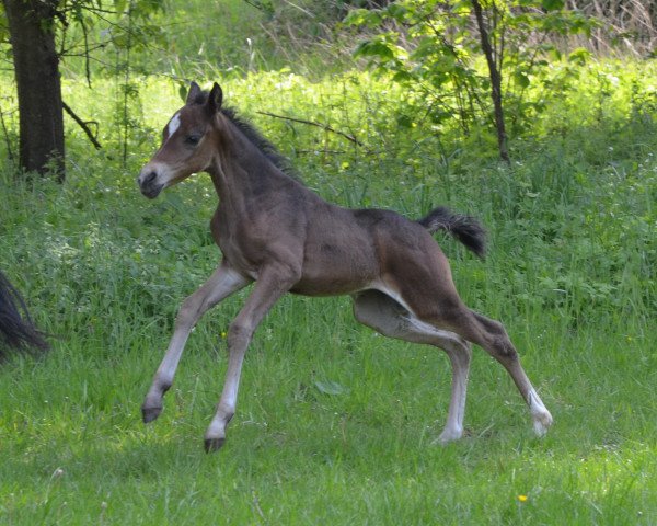 horse Delphini Riddle (German Riding Pony, 2019, from Dance Star AT NRW)