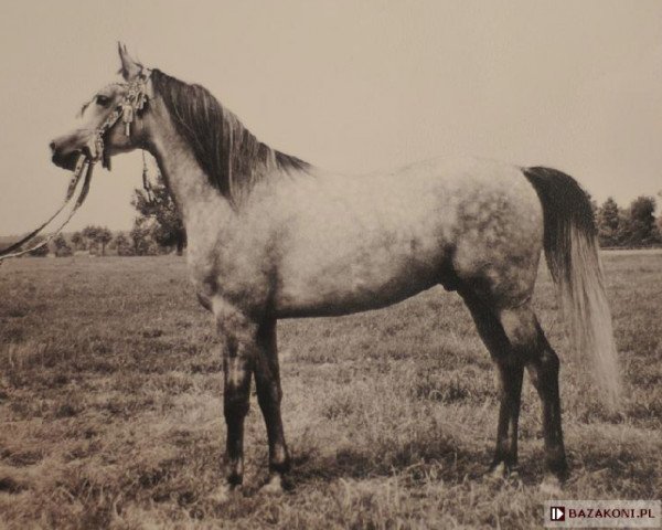 stallion Elf 1963 ox (Arabian purebred, 1963, from Aquinor 1951 ox)