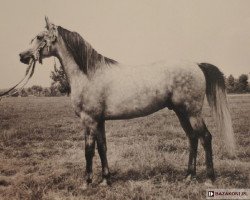 stallion Elf 1963 ox (Arabian purebred, 1963, from Aquinor 1951 ox)