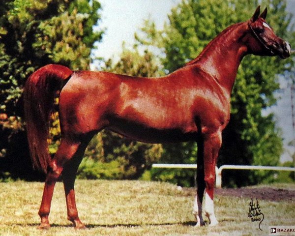broodmare Kwestura ox (Arabian purebred, 1995, from Monogramm 1985 ox)