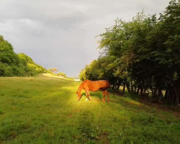 horse Gratia II (Hanoverian, 1995, from Grand Cru)