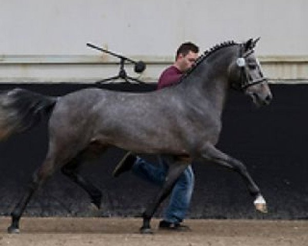 horse Skywalker van het Klavertje (Belgian Warmblood, 2014, from Rex the Robber)