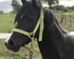 dressage horse Leucarum Rachel (Welsh-Pony (Section B), 2012, from Leucarum Peter Pan)