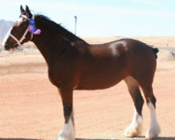 Pferd Erastus Tim's Kismet (Clydesdale, 2007, von Birky's Pride 1st Timothy)