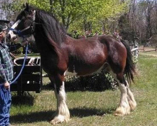 stallion Elmer of Big Shoe (Clydesdale, 2006, from Brunt-Hill Crown Royal)